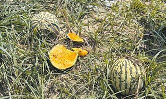 台中龍井西瓜失收 救助即起申請