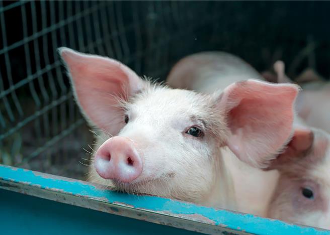 大陆安徽医科大学第一附属医院团队，近日联合云南农业大学团队，完成世界首例活体人的异种肝移植手术。（示意图：Shutterstock／达志）