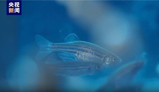 大陸「神舟十八號」乘組進入太空站在軌已1個月，展開包含太空養魚等多項科學實驗。（截自央視新聞）