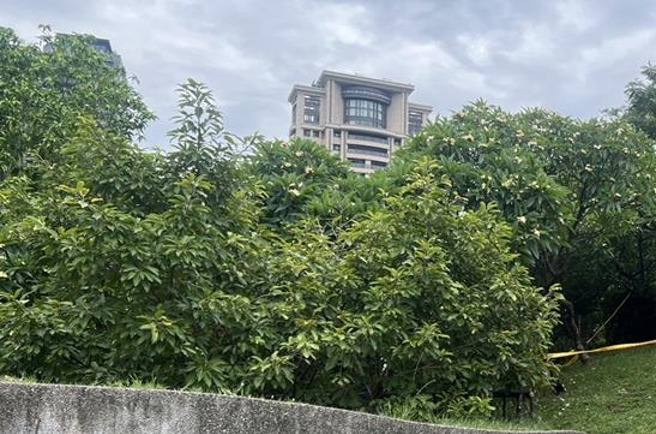 台中有民眾在文心公園發現一具男屍。（民眾提供）