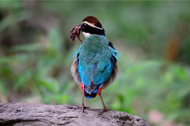 八色鸟公鸟叼着满口蚯蚓，鸟友研判是要回巢育雏。（鸟友胡嘉哲提供／宝智华台南传真）