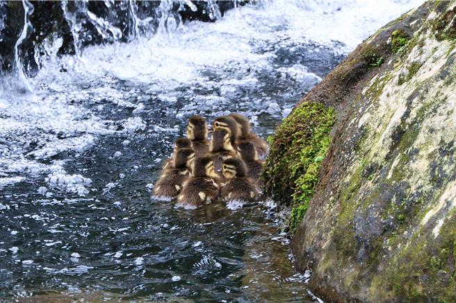 南投县杉林溪森林生态游乐园区今年初有11只雌雄鸳鸯来到园区过冬、求偶，近日陆续发现溪流多处有母子鸳鸯水中悠游，共有3个家族15只小鸳鸯现踪，模样可爱。（杉林溪自然教育中心提供／潘虹恩南投传真）