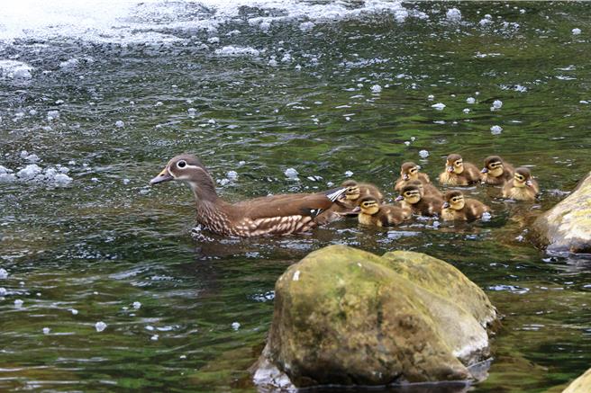 南投县杉林溪森林生态游乐园区今年初有11只雌雄鸳鸯来到园区过冬、求偶，近日陆续发现有3只母鸳鸯分别带着2只、9只和3只小鸳鸯现踪溪中，模样可爱。（杉林溪自然教育中心提供／潘虹恩南投传真）