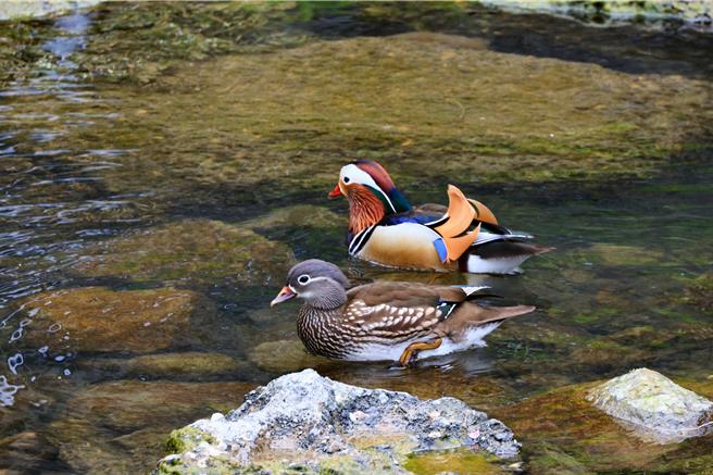 南投县杉林溪森林生态游乐园区生态丰富，今年初有11只雌雄鸳鸯来到园区过冬、求偶，近日已有3家族、15只鸳鸯宝宝现踪。（杉林溪自然教育中心提供／潘虹恩南投传真）