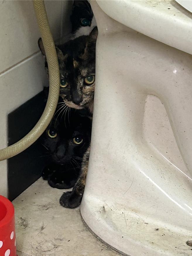 躲在马桶后面害怕被伤害的小猫咪，有人在场不敢出来吃饲料。（新北市议员王威元提供／张铠乙新北传真）