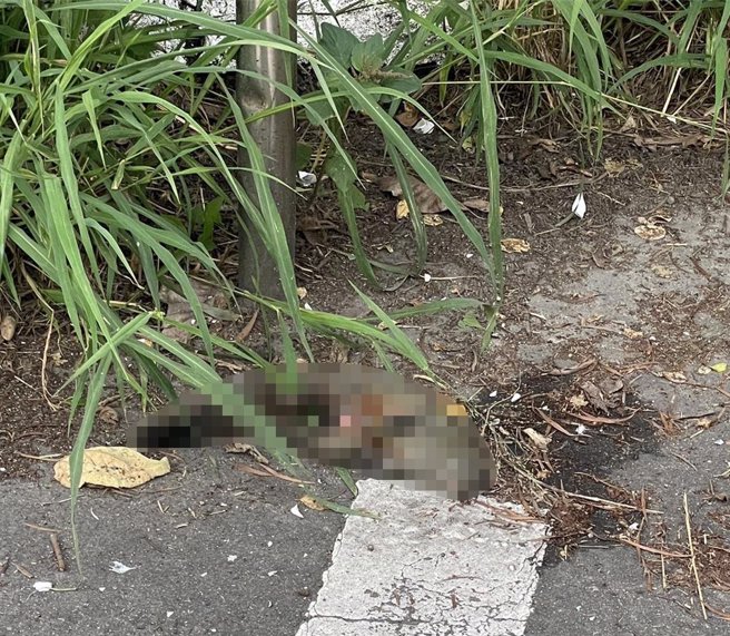 新竹市香山區東香里美之城附近，26日下午5時許又傳出停電情事，台電調查停電原因為鼠害，立即派員搶修。（台電提供／陳育賢新竹傳真）