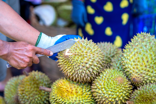 越南的专业採榴槤工人可赚到相当可观的薪水。（示意图：shutterstock/达志）