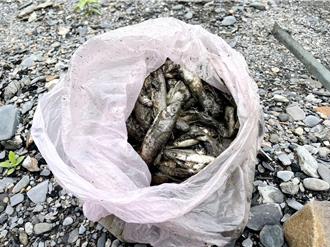 南投眉溪驚見魚群暴斃 環保局水質檢測結果出爐