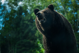 喷雾也有「防熊」 35岁男逃死 惊险过程曝