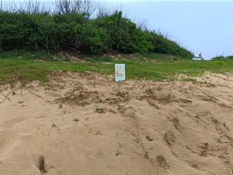 澎湖望安綠蠵龜保護區傳喜訊 今年首窩產卵