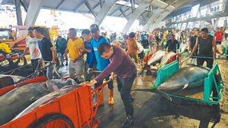 黑鮪魚價崩 每公斤萬元直墜125元
