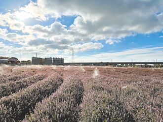 楊梅3節慶預算減 桃市府：投入轉型