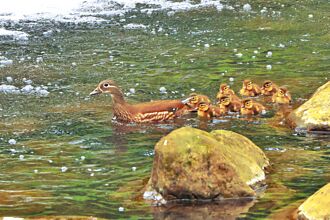 遠觀就好 南投杉林溪園區 成鴛鴦棲息地