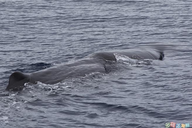抹香鲸往年多在6、7月大量现踪东部太平洋海域，27日却有海洋生态调查船只，在花莲清水断崖附近海域接连发现9头大型抹香鲸，认为大量群族提前现踪的情况罕见，令调查人员感到相当振奋。（多罗满赏鲸公司提供／罗亦晽花莲传真）