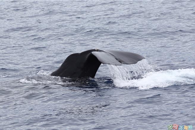 抹香鲸往年多在6、7月大量现踪东部太平洋海域，27日却有海洋生态调查船只，在花莲清水断崖附近海域接连发现9头大型抹香鲸，认为大量群族提前现踪的情况罕见，令调查人员感到相当振奋。（多罗满赏鲸公司提供／罗亦晽花莲传真）