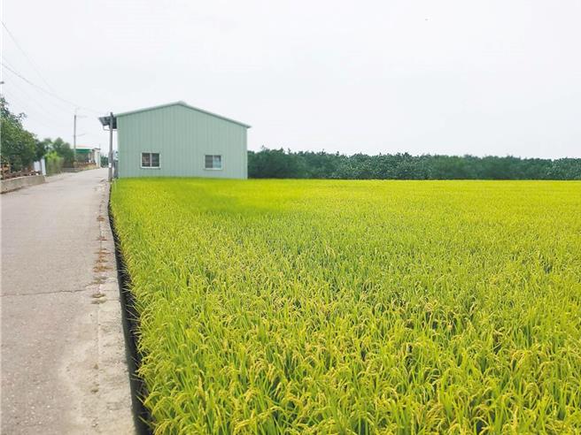 云林县部分佃农因与地主没有签订租赁契约，导致申请天然灾害救助时权益受损，云林县议员蔡东富27日在定期会中，希望县农业处能向中央建议放宽认定标准，确保佃农权益。（本报资料照片）