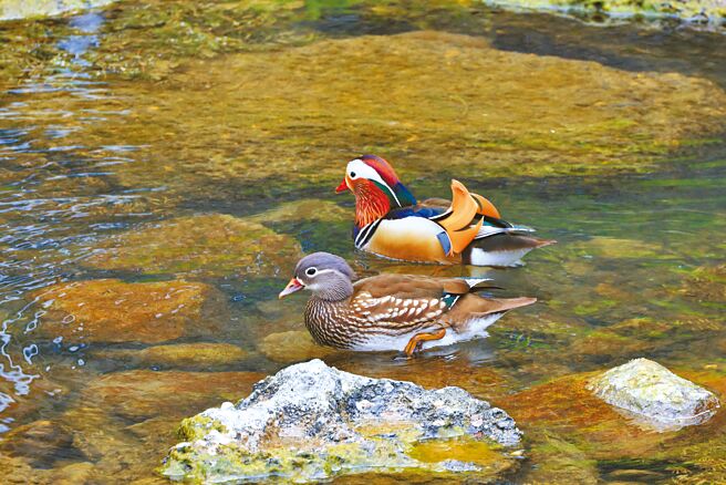 南投縣杉林溪森林生態遊樂園區生態豐富，今年初有11隻雌雄鴛鴦來到園區過冬、求偶，近日已有3家族、15隻鴛鴦寶寶現蹤。（杉林溪自然教育中心提供／潘虹恩南投傳真）