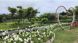 澎湖百合花海正盛開  賞花要快