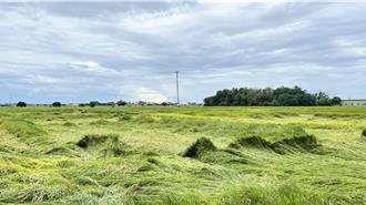 台南水稻收割遇雨势倒伏严重 农民忧灾情持续扩大