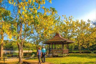 灿烂黄金花雨 虎头埤阿勃勒花季 漫步、健走、骑单车赏花好惬意