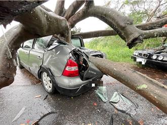 台南大雨釀禍！台一線老鳳凰樹倒塌「壓扁轎車」