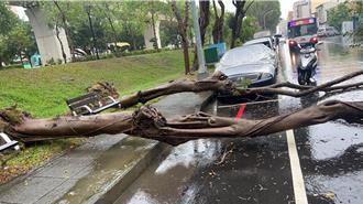 大雨狂炸台中 路树暴雨中折腰横躺路中