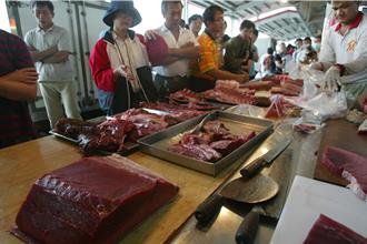 黑鮪魚豐收價格卻大跌 漁民家屬心酸：都是用命拚來的