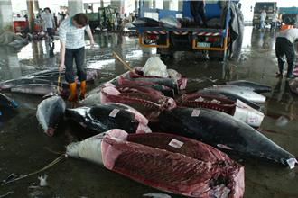 東港黑鮪魚「在地分切」還用腳踢 影片曝光網喊噁心不吃了
