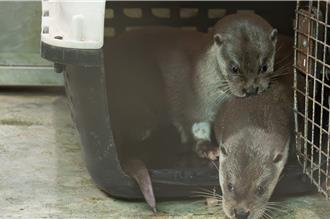 北市動物園新萌寵亮相 水獺兄弟 「萌肉球、萌肉條」可愛登場