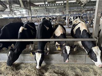 台紐協定將上路衝擊酪農業 乳牛場：廠商開始減少交乳量