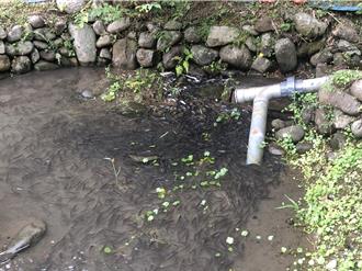 宜蘭圓吻鯝魚萬尾逆流 上演龍潭生態秀 推深度體驗遊程