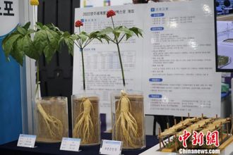 中新社東西問》東北亞區域經濟深化合作 將為全球發展帶來什麼？（李學成）