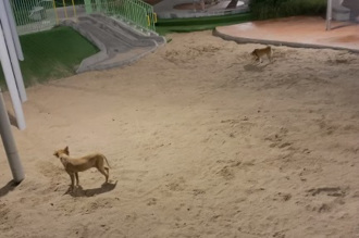 公園遊樂場1設施滿滿狗大便？家長：不敢讓孩子玩