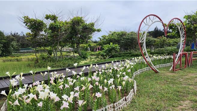 澎湖百合花海正盛開，縣長陳光復27日呼籲鄉親快去看。（許逸民攝）
