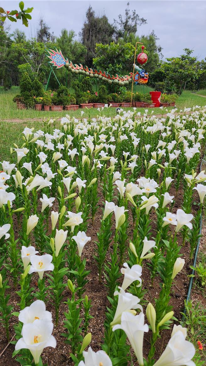 澎湖百合花海正接力綻放中，縣長陳光復27日呼籲鄉親快去看。（許逸民攝）