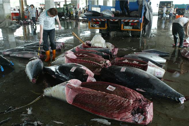 屏東東港是黑鮪魚重鎮，今年黑鮪豐收，但價格大跌。（資料照／羅琦文攝）