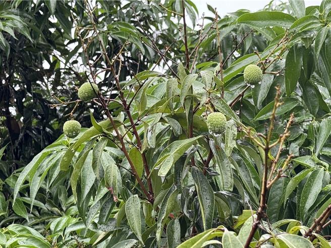 6月將進入荔枝盛產期，今年荔枝受暖冬影響產量大減，果樹上1串荔枝開沒幾顆，農民哀嘆連連。（潘虹恩攝）