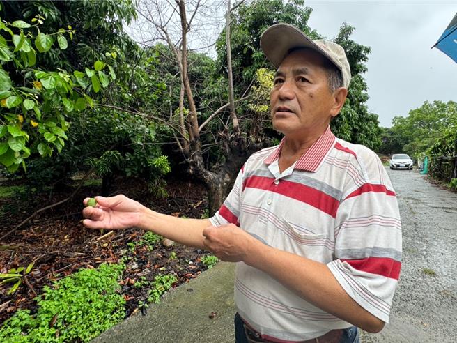 今年荔枝受暖冬影響產量大減，大里農會果樹產銷班第11班班長林炳來說，以他個人種植狀況來看，產量剩不到1成，希望明年天公伯照顧、風調雨順。（潘虹恩攝）