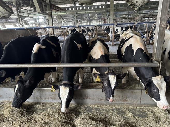 「台纽经济合作协定」预计明年上路，届时对于本土乳牛场的衝击极大。（桃园市农业局提供）