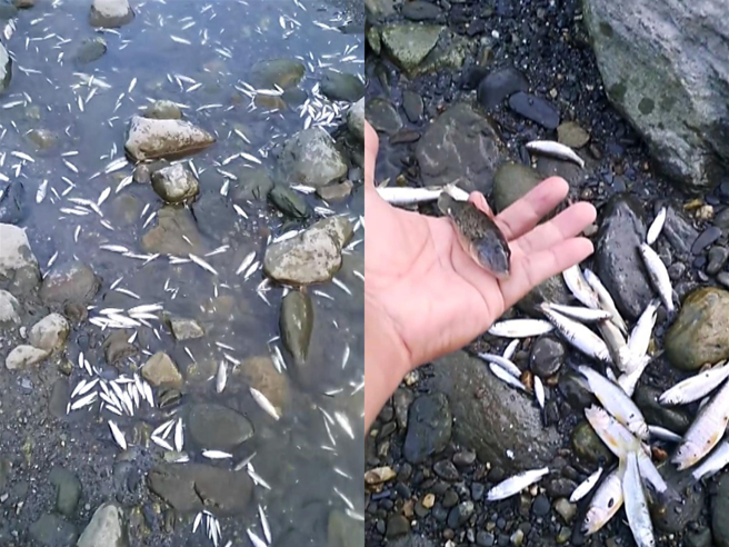 知本溪下游乾涸見底，魚蝦蟹類曝曬致死，瀰漫腐爛屍臭味魚蝦，屍堆中可見鯔魚、豆仔魚、大吻蝦鯱、鱸鰻、寛掌沼蝦等生物。（民眾提供／蕭嘉蕙台東傳真）