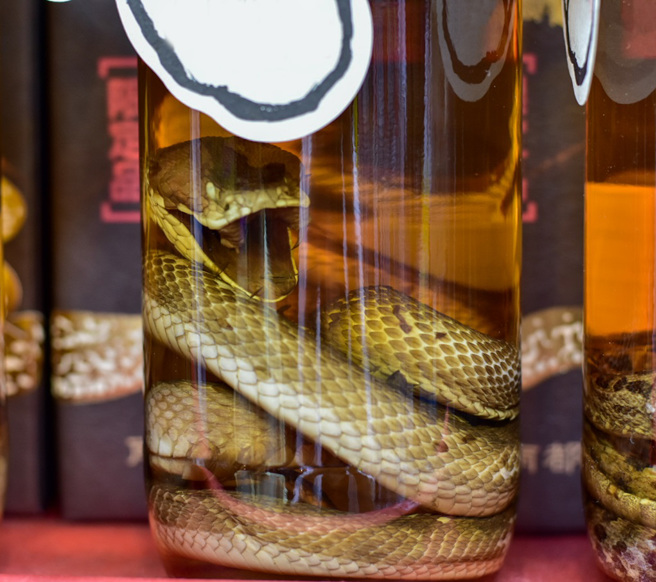 日本一名50岁男子抓了毒蛇想要酿酒，却反遭毒蛇咬伤，送医施打抗蛇毒血清后已无大碍。（示意图：Shutterstock／达志）