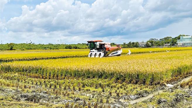 公糧價提高恐害產地價下跌，陳吉仲曾推收購無上限遭監院糾正。（本報資料照片）