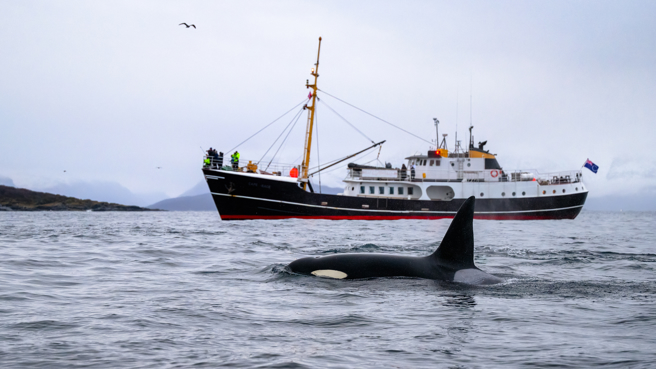 虎鯨不會吃人，但牠們把人類當成「有趣的挑戰對象」，這使得牠們會距離觀察人類，甚至互動，而有些互動是帶破壞性的。(圖/shutterstock、達志影像)