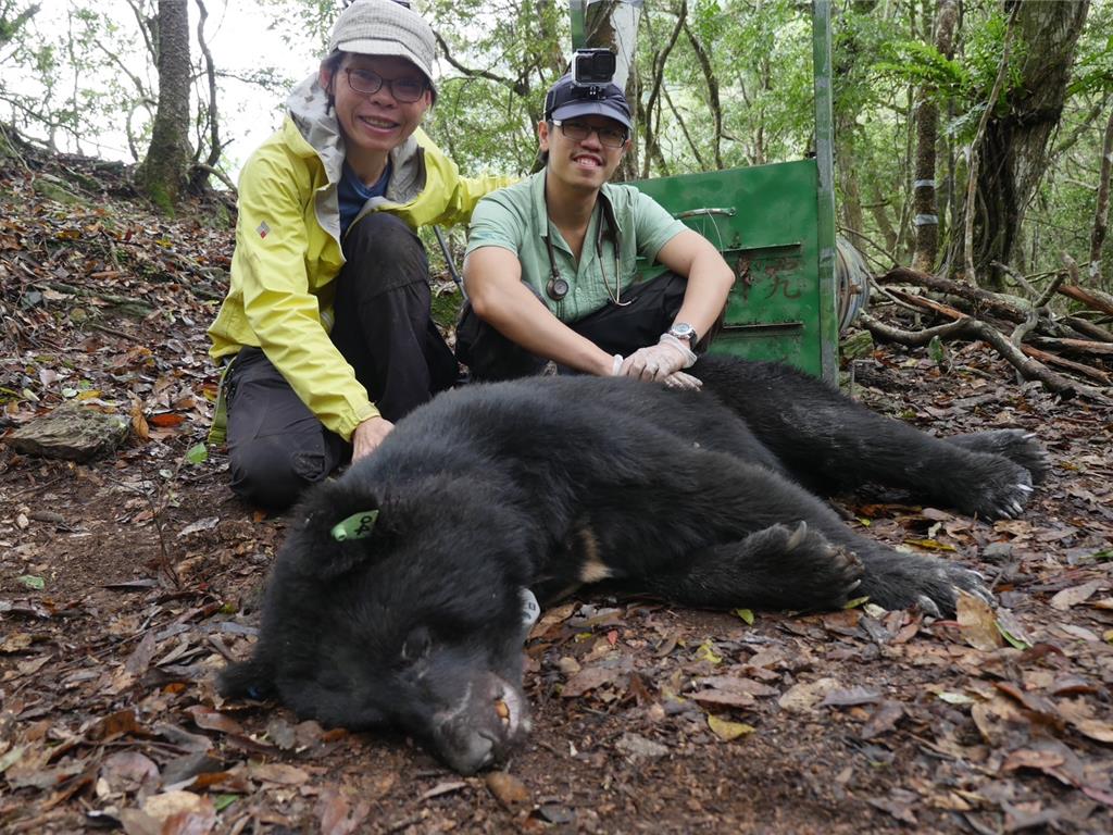 遭槍殺的台灣黑熊，研究項圈編號BB03，當時的體重達100公斤，是一隻健康、無缺趾的成年公熊。（玉山國家公園提供／楊靜茹南投傳真）