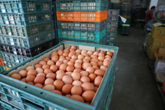 蛋價創新低卻沒人買 農業部長點關鍵：賣場應降價