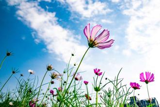 徜徉新北大都会公园花海 波斯菊、百日草尽情绽放