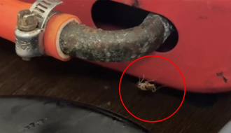 台南4.5顆星平價火鍋店「小強爬上碗」 衛生局出手了