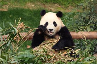 熊貓「福寶」返中遭虐？韓粉絲租卡車聚中大使館外抗議