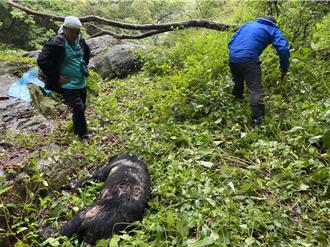 残忍！南投台湾黑熊惨死「左胸中弹」  疑遭盗猎射杀