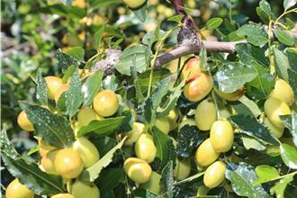 苗栗公館紅棗結果損失嚴重 地方盼爭取天然災害補助